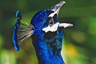 peacock.jpg