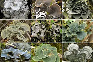 fungus.jpg