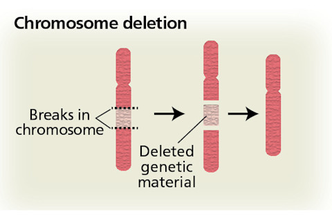 chromosomes.jpg