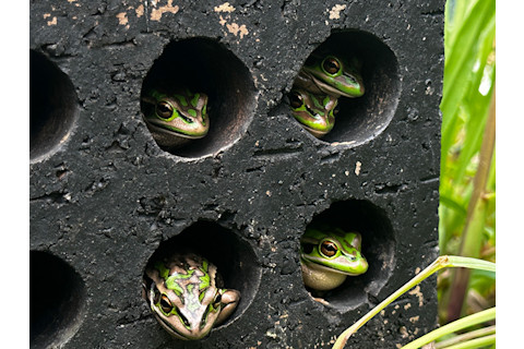 p-frog-saunas