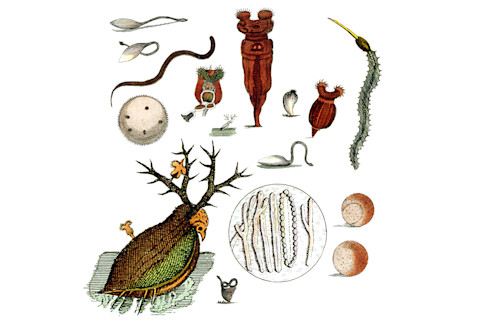 Leeuwenhoek animalcules - Getty Images