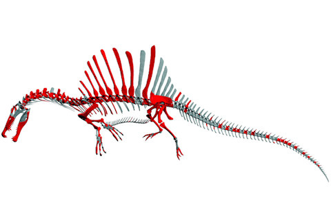 sinosaurus_skeleton.jpg