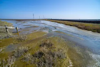 Wetlands - CREDIT NEEDED