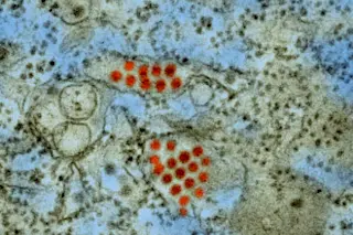 dengue science source
