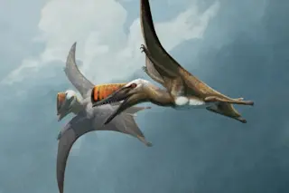 Skiphousoura life reconstruction