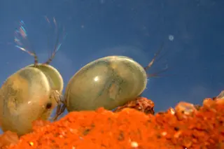 ostracod2.jpg