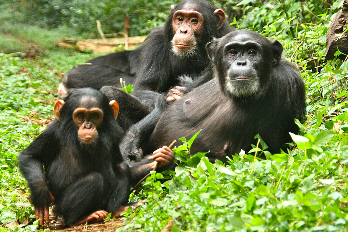 Wild Chimpanzees Have Family Drama Too | Discover Magazine