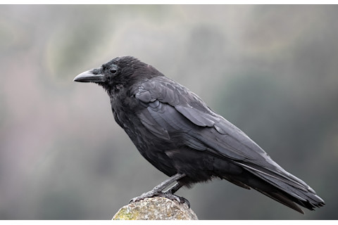 crow
