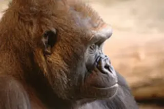 gorilla.jpg