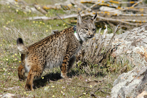 iberianlynx.jpg