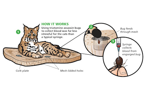 lynxillustration.jpg