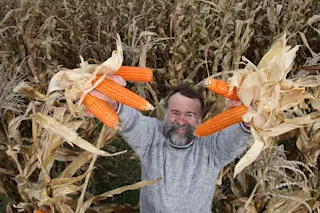 orangemaize.jpg