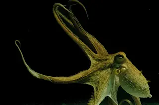 Octopus - Hochner