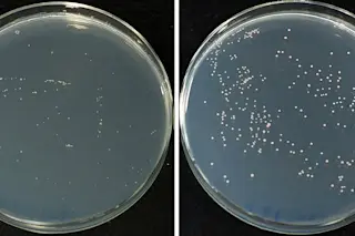 petri-dish-comparison.jpg