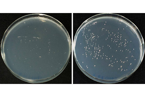 petri-dish-comparison.jpg