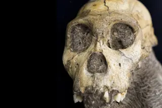 homo_naledi.jpg