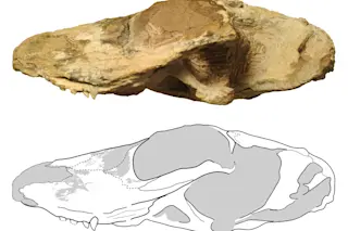 groovy-fossil.jpg