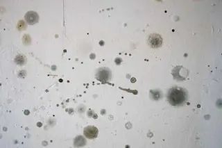 mold