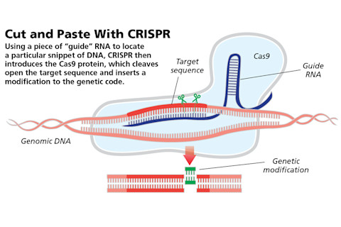 CRISPR.jpg