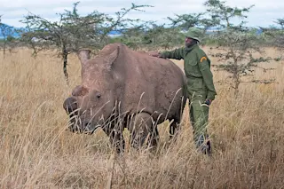 rhino.jpg