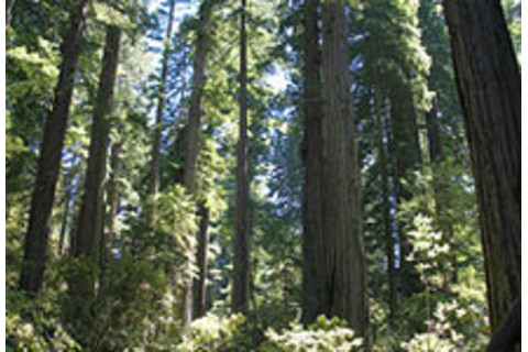 redwood-forest.jpg