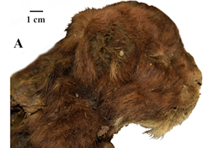Saber tooth lion cub