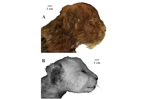 Saber tooth cat versus lion cub