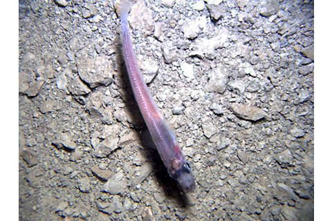 antarctic-fish.jpg