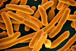 bacteria
