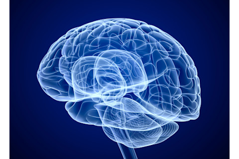 brain.jpg