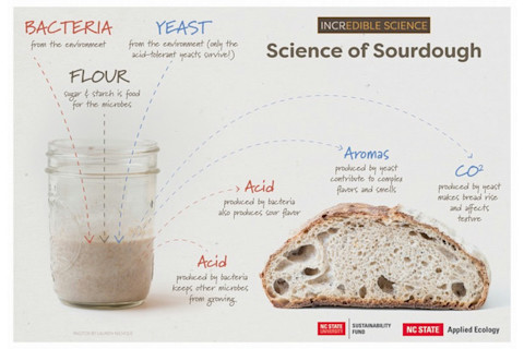 Sourdough For Science Image