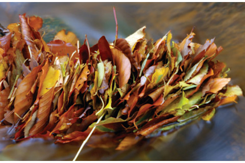 Leaf Pack Network image
