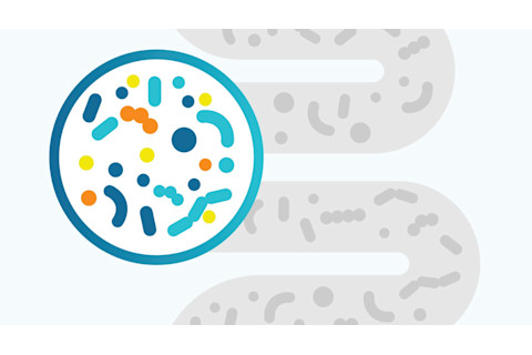 Gut Microbiome Illustration