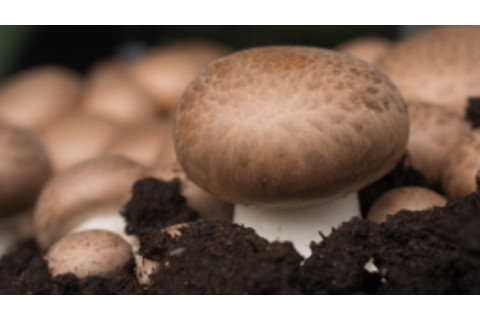 Cremini mushrooms