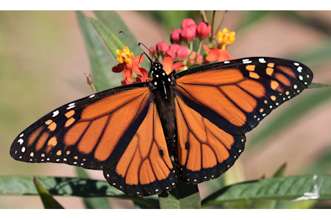 Monarch Butterfly Horiz
