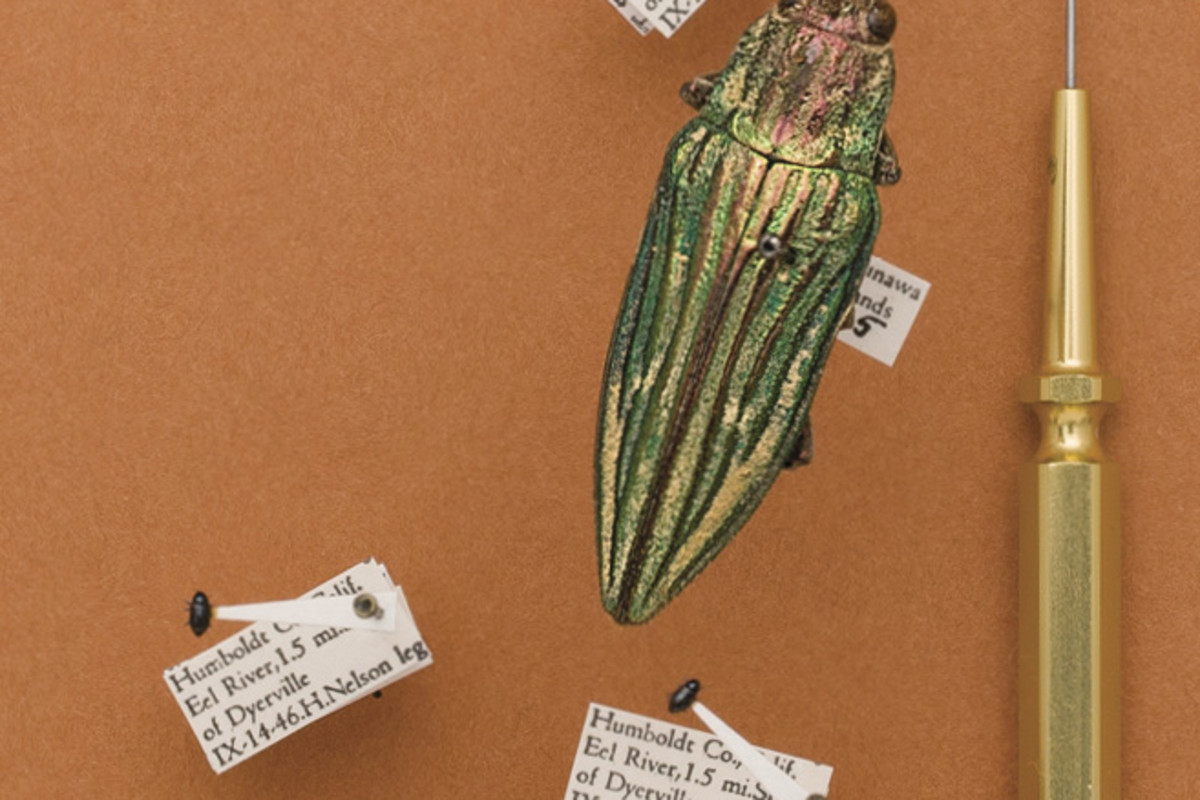 Tools of the Trade: Taking Insects' Measure | Discover Magazine