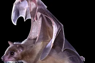 Bat - Kim Taylor - DSC-CR0417_15.jpg