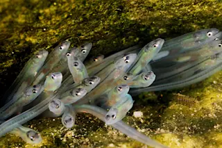 Glass Eels - National Geographic Creative - 9_DSC-NT1017_06.jpg