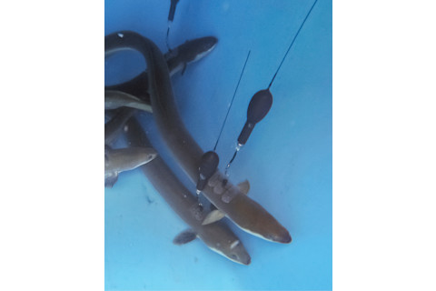 Satellite Tagged Eels - Martin Castonguay - 1_DSC-NT1017_03.jpg