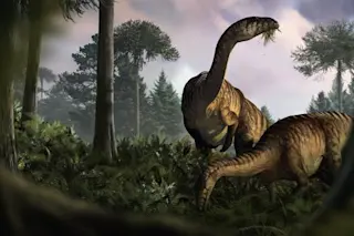 A duo of sauropodomorphs; one munching on the newly evolved plants in a wet Early Jurassic environment whilst the other is looking up as if there was something hiding in the vegetation.