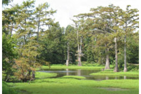 yazoo-wetlands.jpg