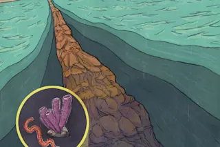 Benthic.jpg