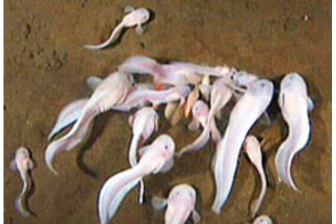 snailfish.jpg