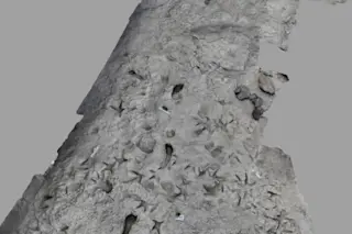 Fossilized Footprints