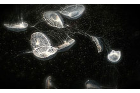 jellyfish.jpg