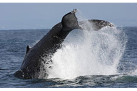 Humpback Whale - Flickr