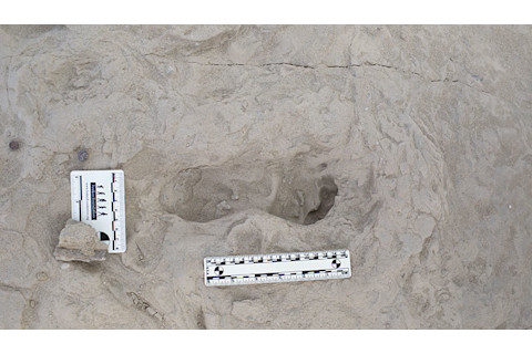 Fossil footprint sample