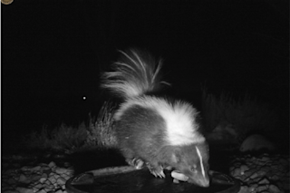 Skunk Using Tool - Suzanne Dickerson