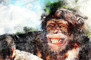 Chimp Art - Mackey/Alamy