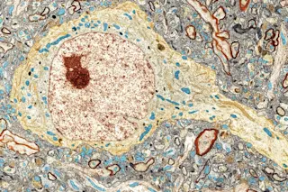 Hippocampus Neuron - Science Source